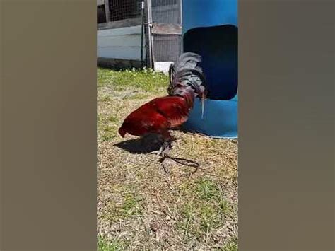 Brood Cock And GameCock .